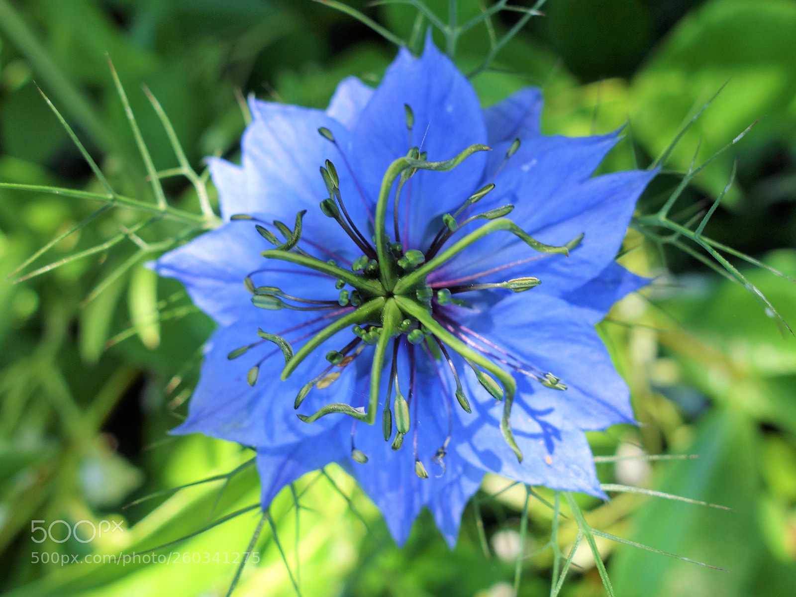 Sony Cyber-shot DSC-RX100 sample photo. () photography
