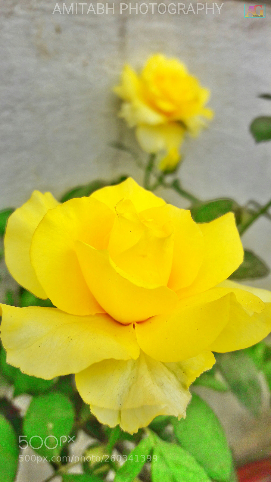 Samsung Galaxy J7 sample photo. Yellow rose photography