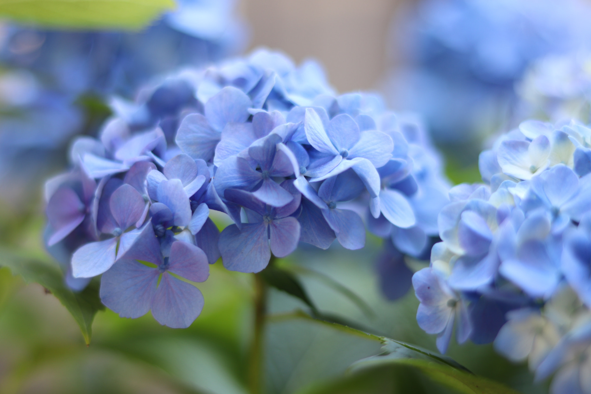 Canon EOS 77D (EOS 9000D / EOS 770D) + Canon EF 50mm F1.8 STM sample photo. Hydrangea photography