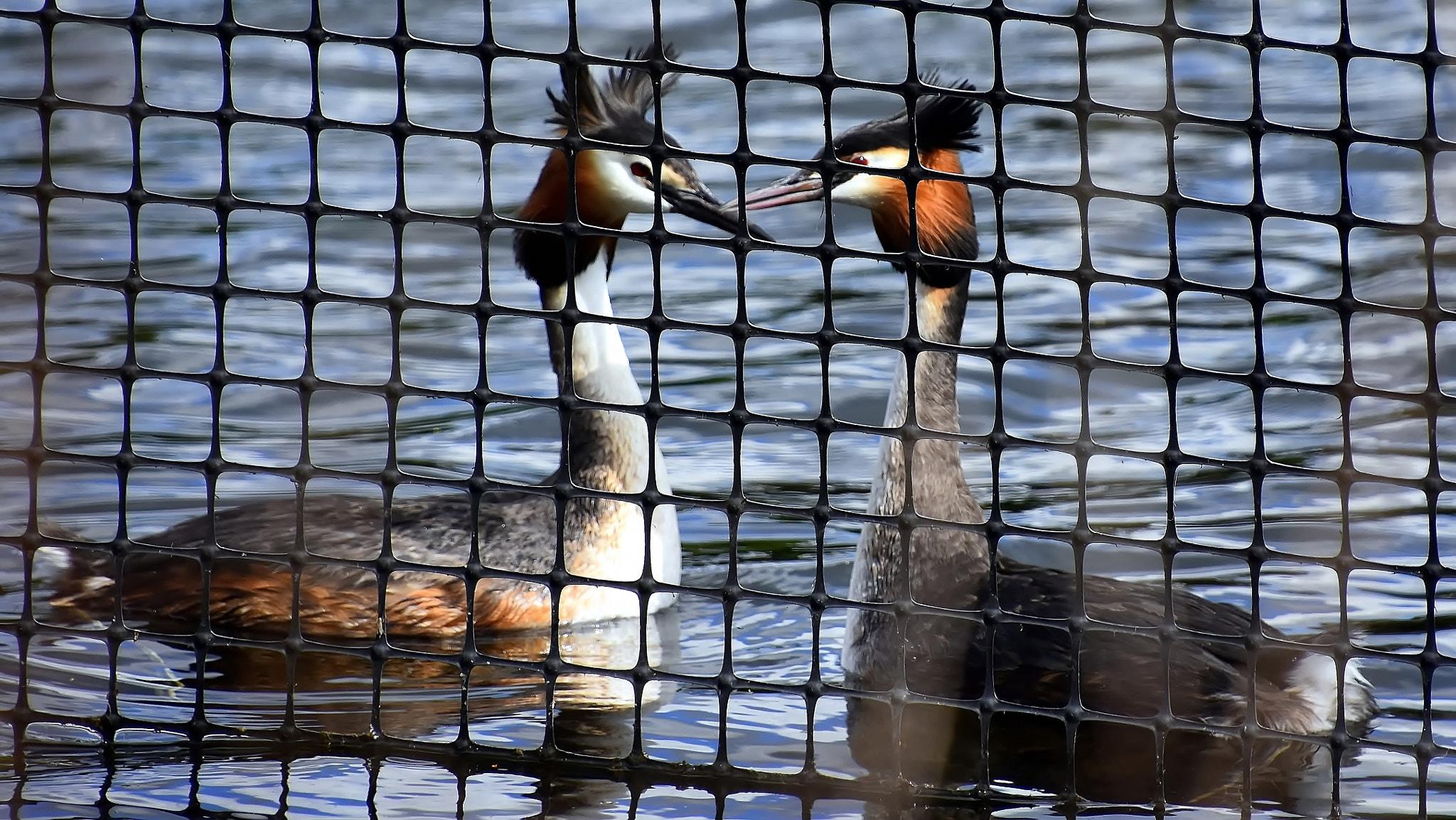 Nikon D7200 sample photo. Forbidden love... photography