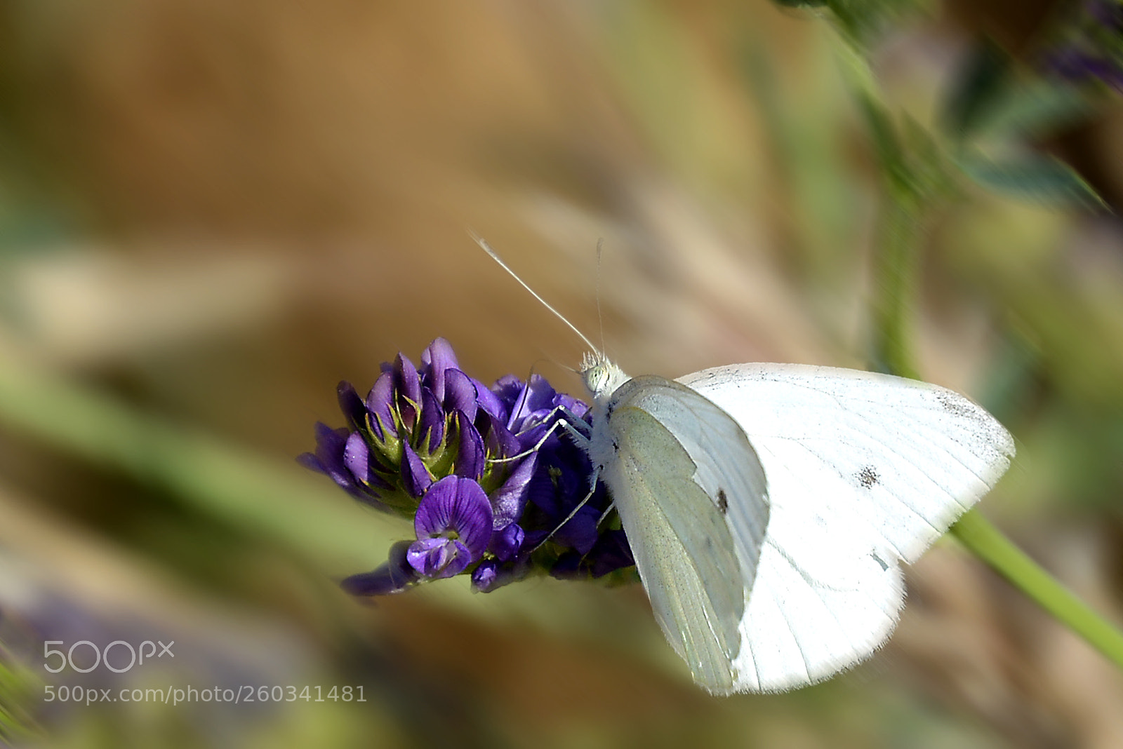 Nikon D5200 sample photo. Soportando el viento photography