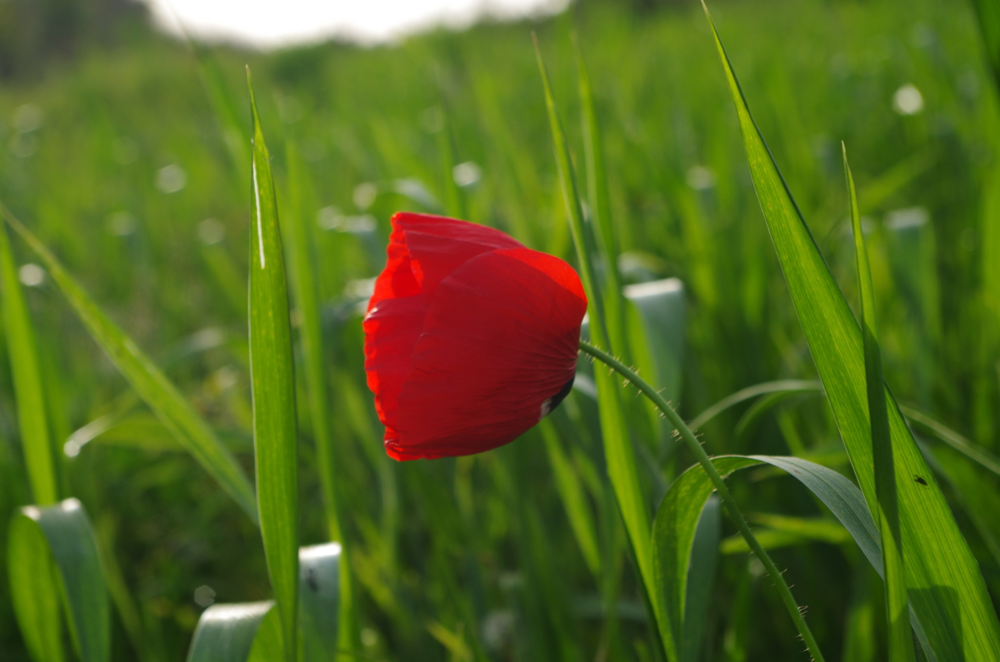 Pentax K-50 sample photo. Puppy flower photography