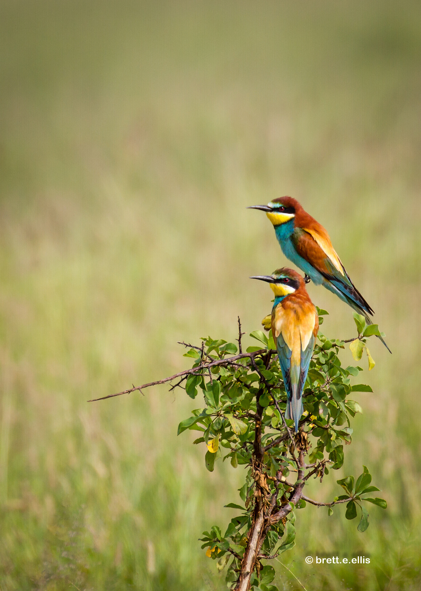 Canon EOS-1D Mark IV sample photo. A pair of european bee eaters. nxai pan, botswana photography