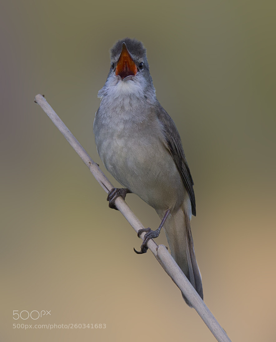 Canon EOS-1D X sample photo. Great reed warbler photography