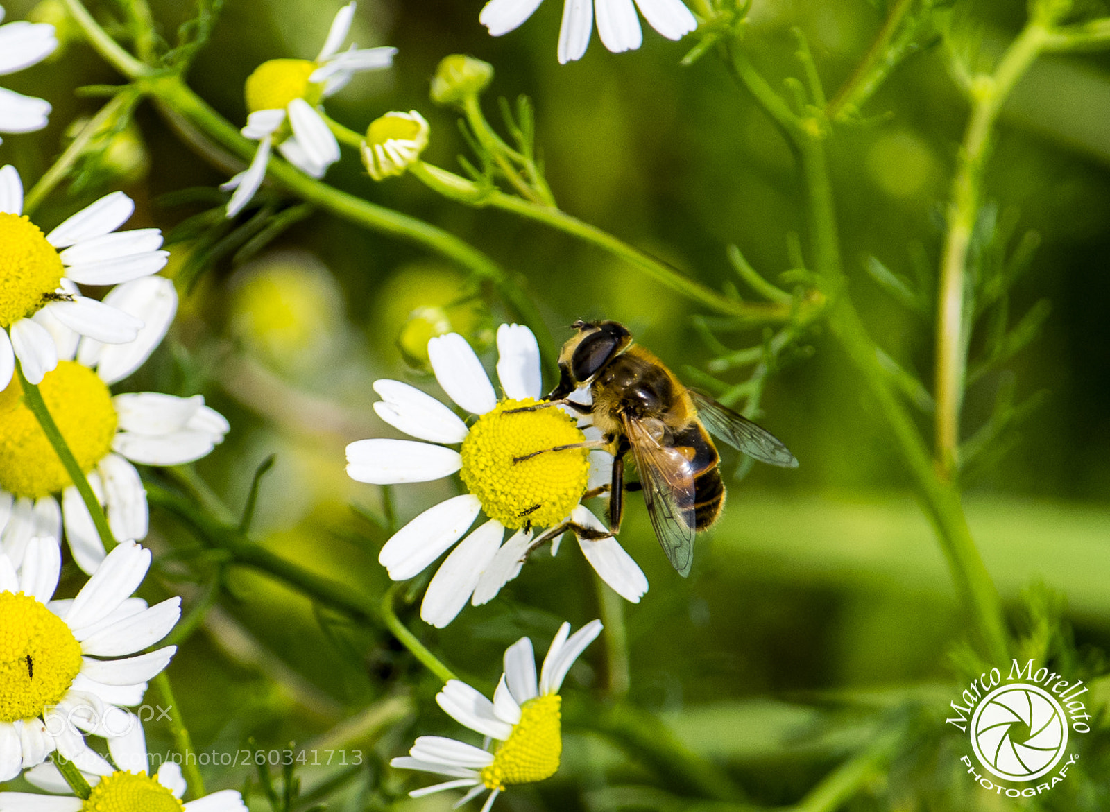 Nikon D3300 sample photo. Ape photography