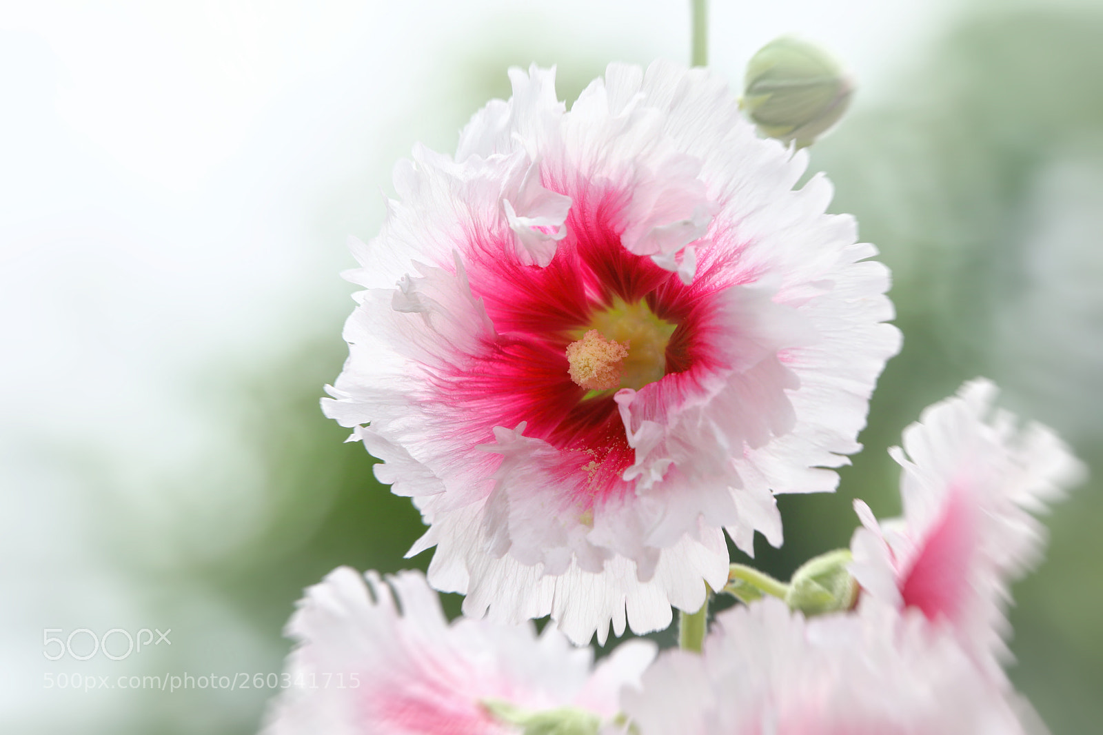 Canon EOS 5D Mark IV sample photo. Beautiful flowers of hollyhock photography