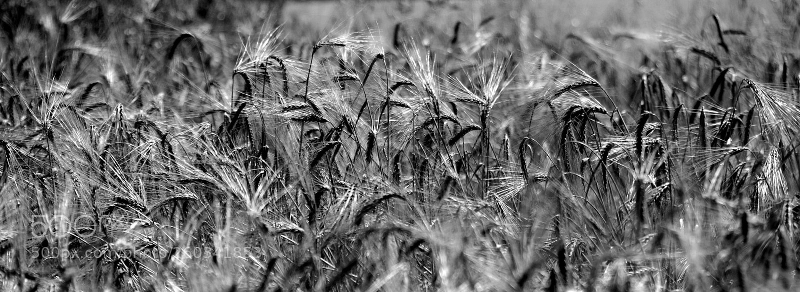 Nikon D300 sample photo. Lift up your eyes photography