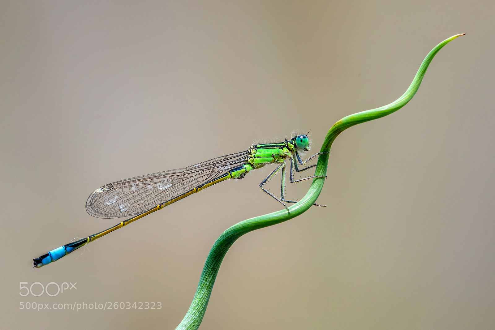 Canon EOS 5D Mark IV sample photo. Blue tailed damselfly photography