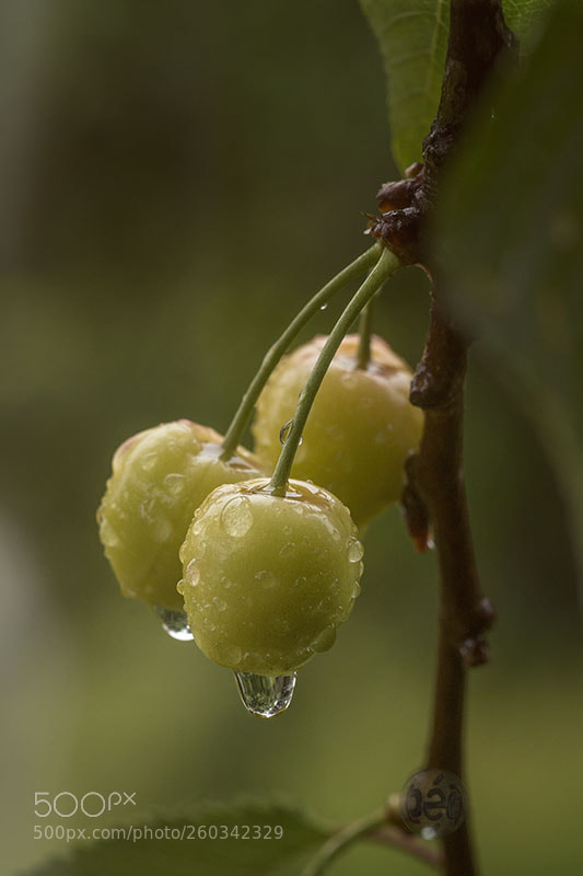 Sony a99 II sample photo. Cerises photography