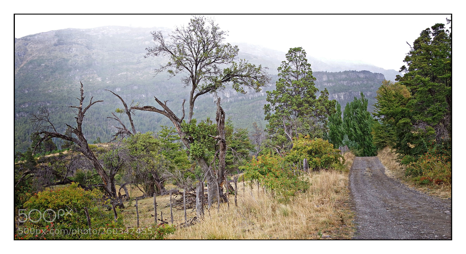 Pentax K-S2 sample photo. Dead tree lane photography