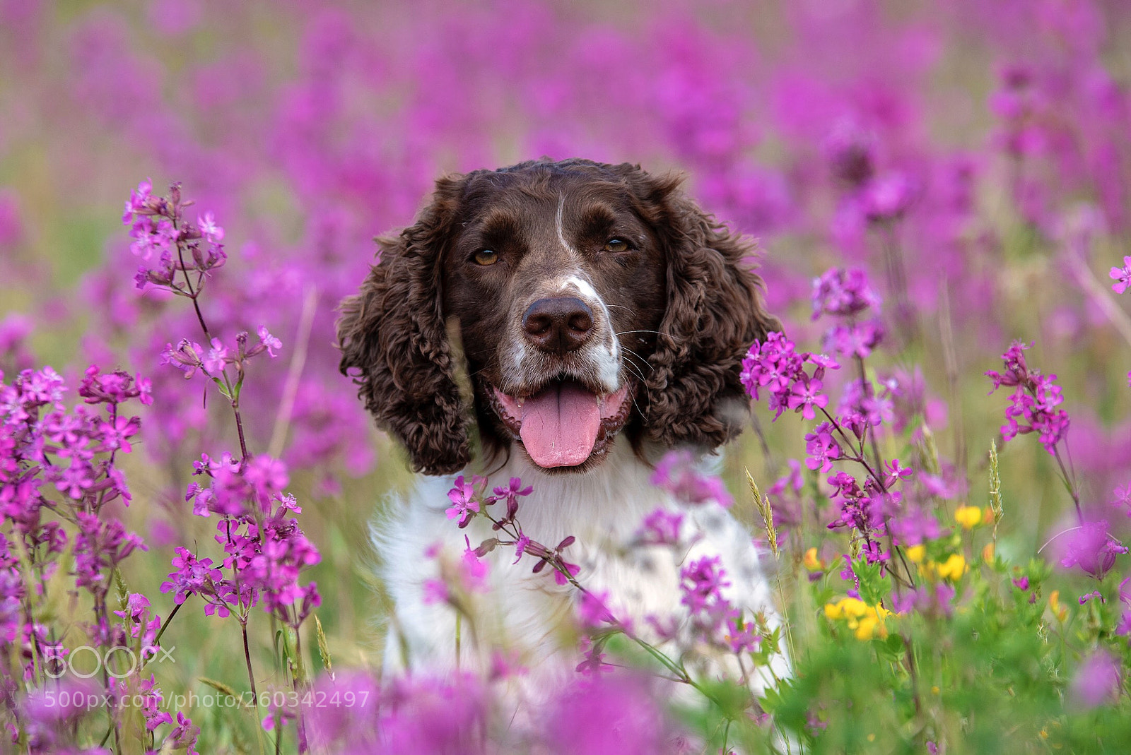 Nikon D750 sample photo. In purple field photography