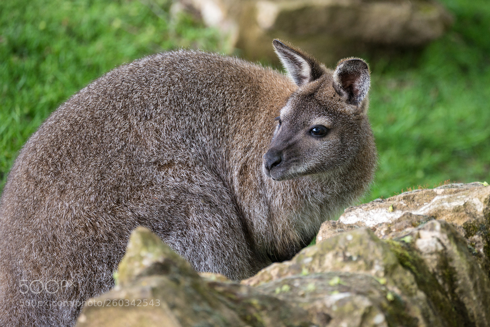 Nikon D800 sample photo. Wallaby wildlife diprotodontia macropoidae photography