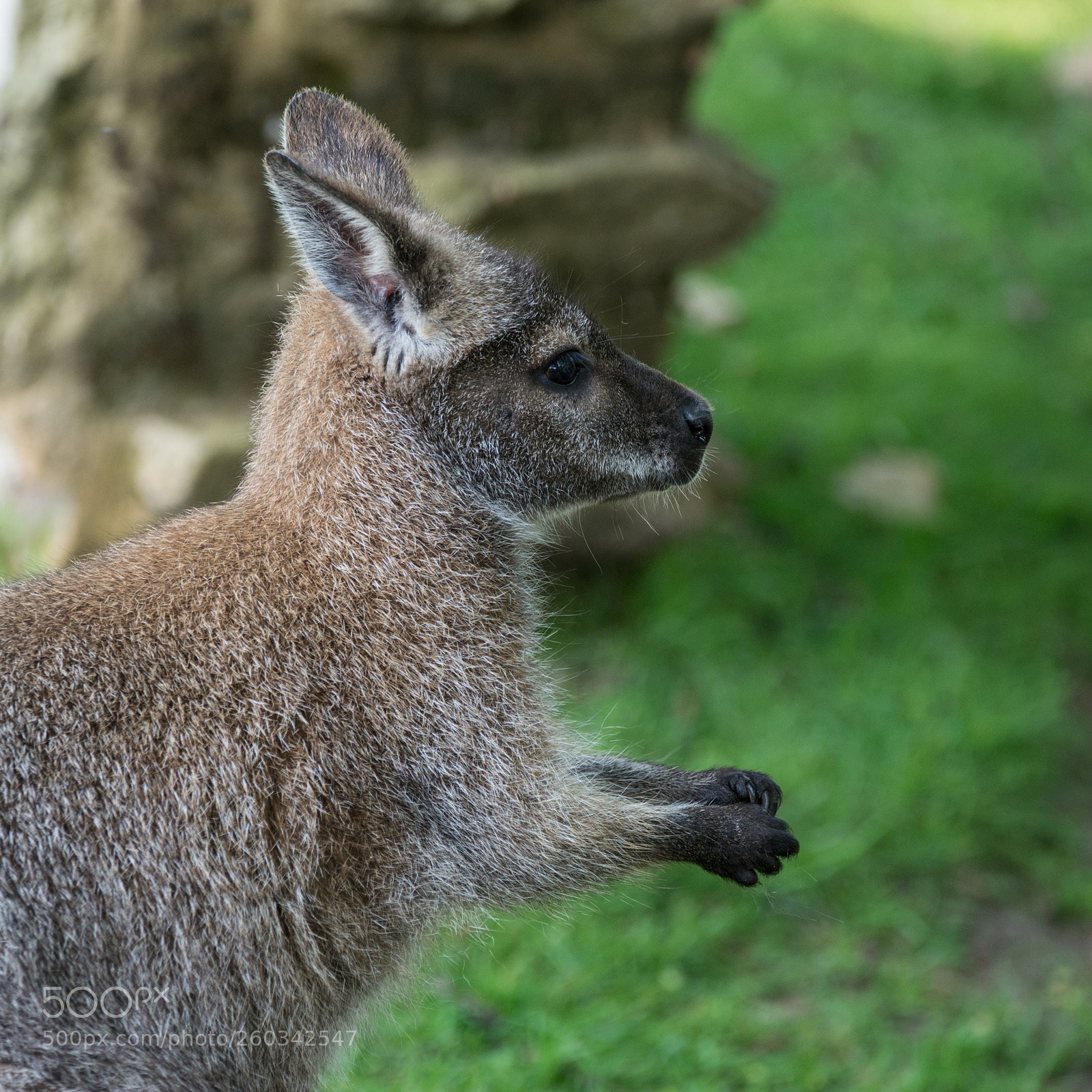 Nikon D800 sample photo. Wallaby wildlife diprotodontia macropoidae photography