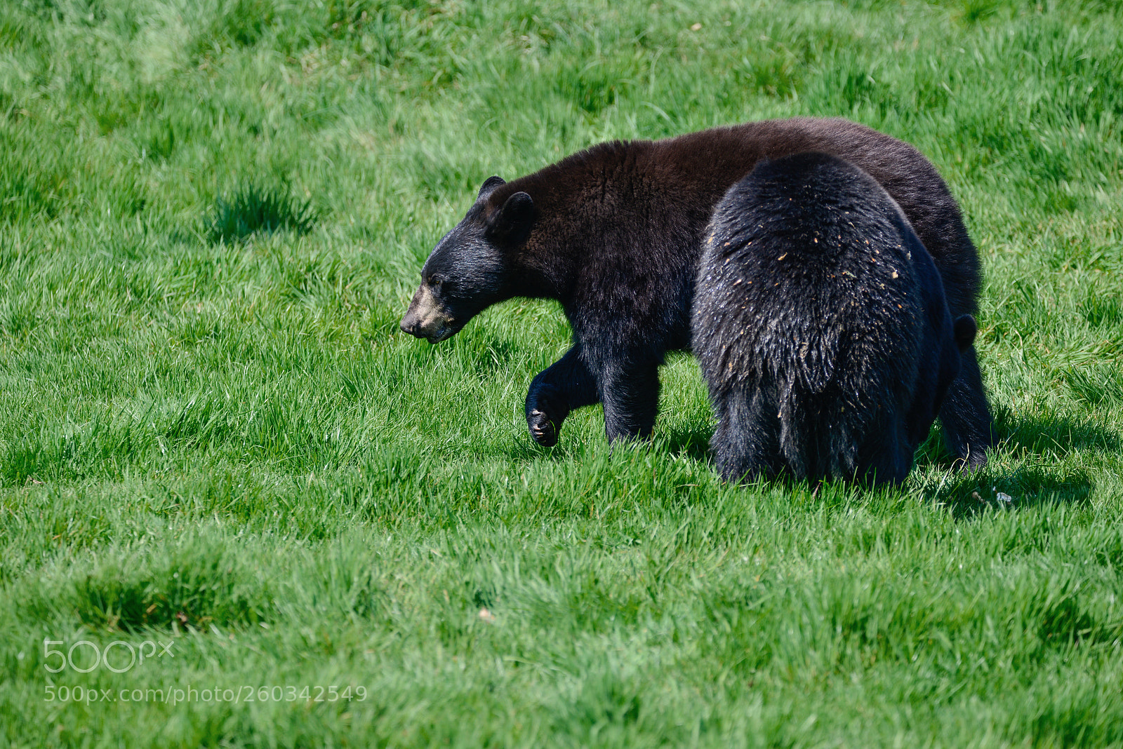 Nikon D800 sample photo. American black bear ursus photography