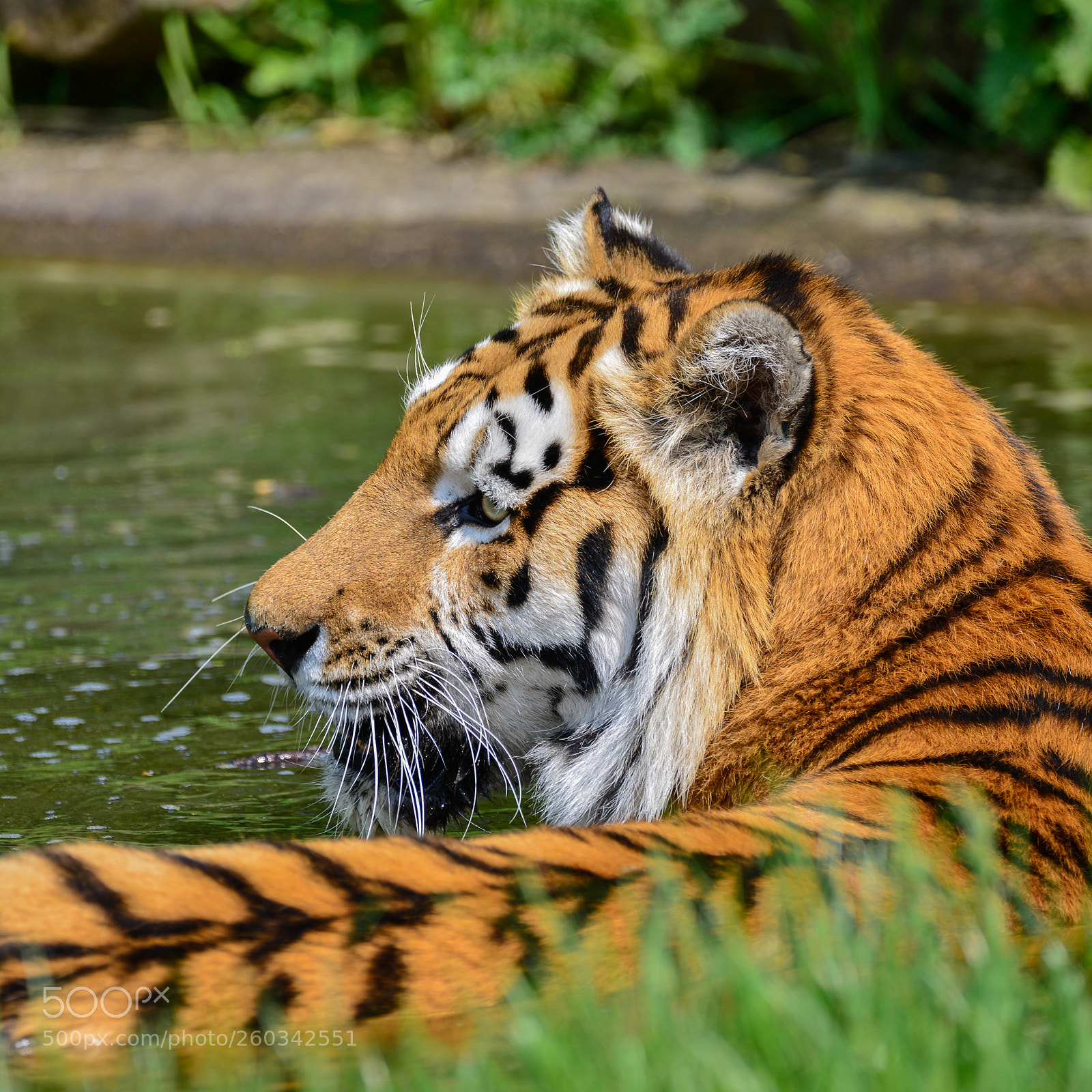Nikon D800 sample photo. Portrait of siberian amur photography