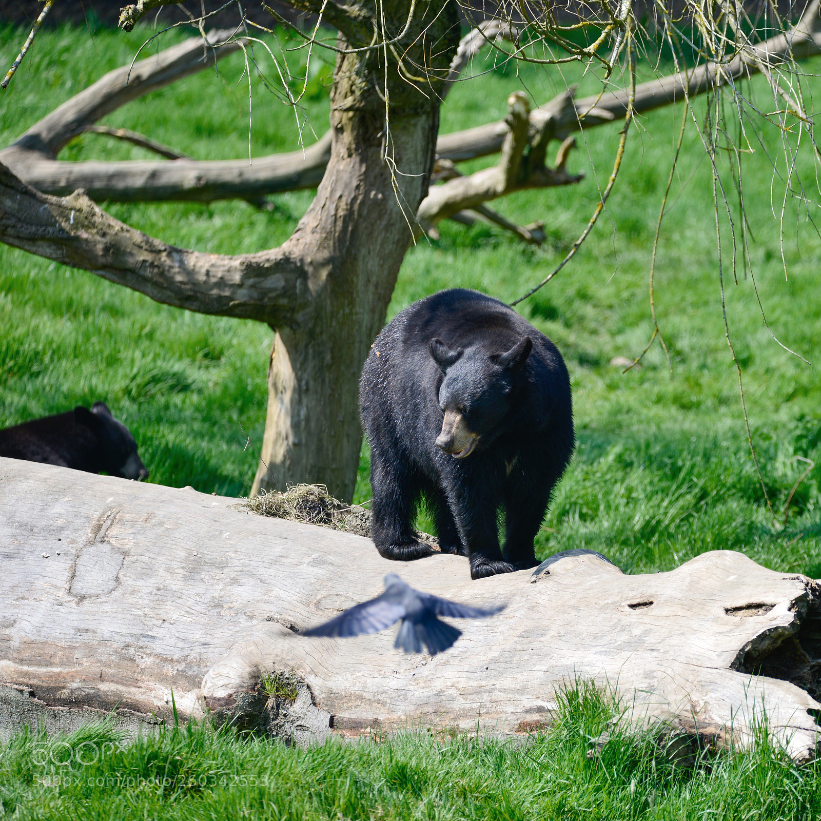 Nikon D800 sample photo. American black bear ursus photography