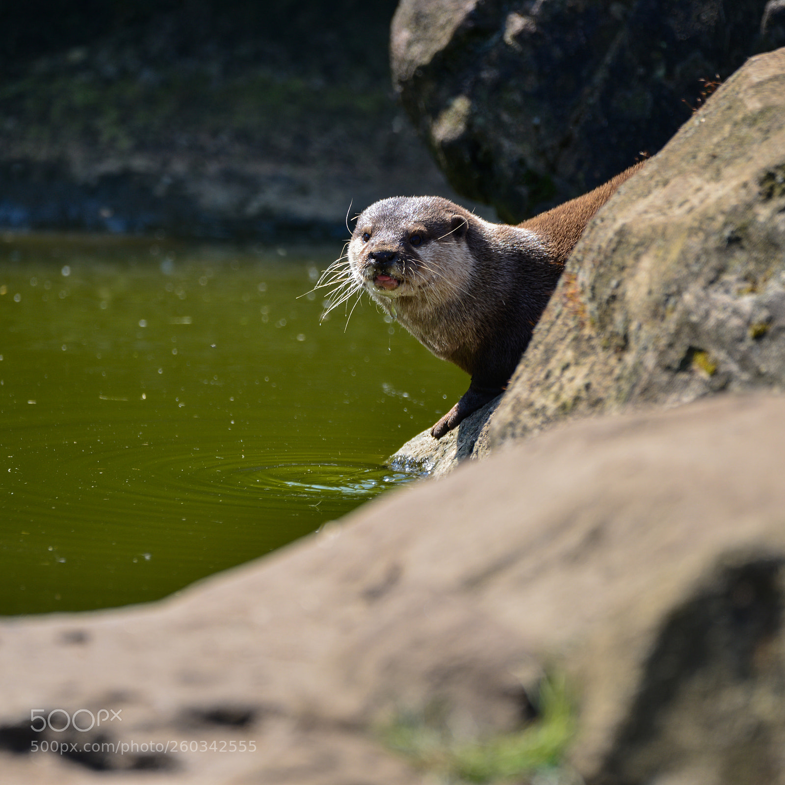 Nikon D800 sample photo. World's smallest otter, asian photography