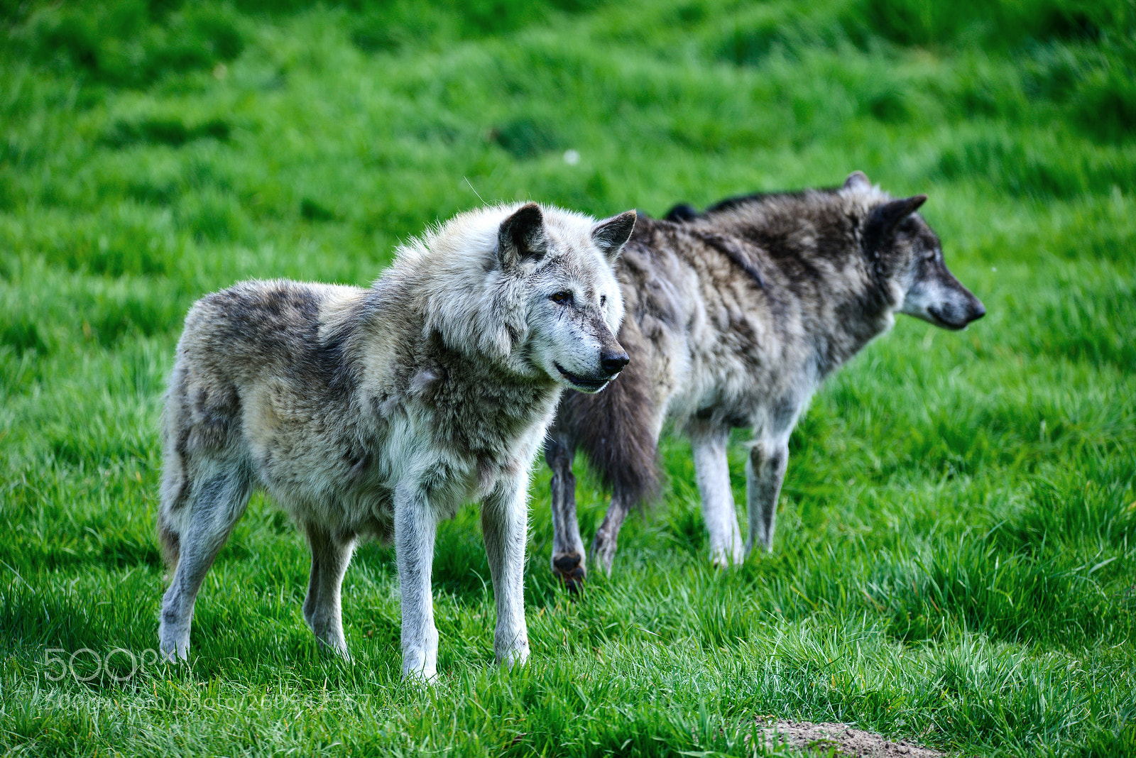Nikon D800 sample photo. Beautiful timber wolf cnis photography