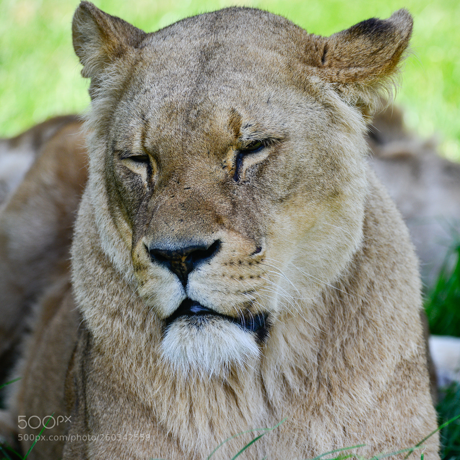 Nikon D800 sample photo. Close up portrait of photography