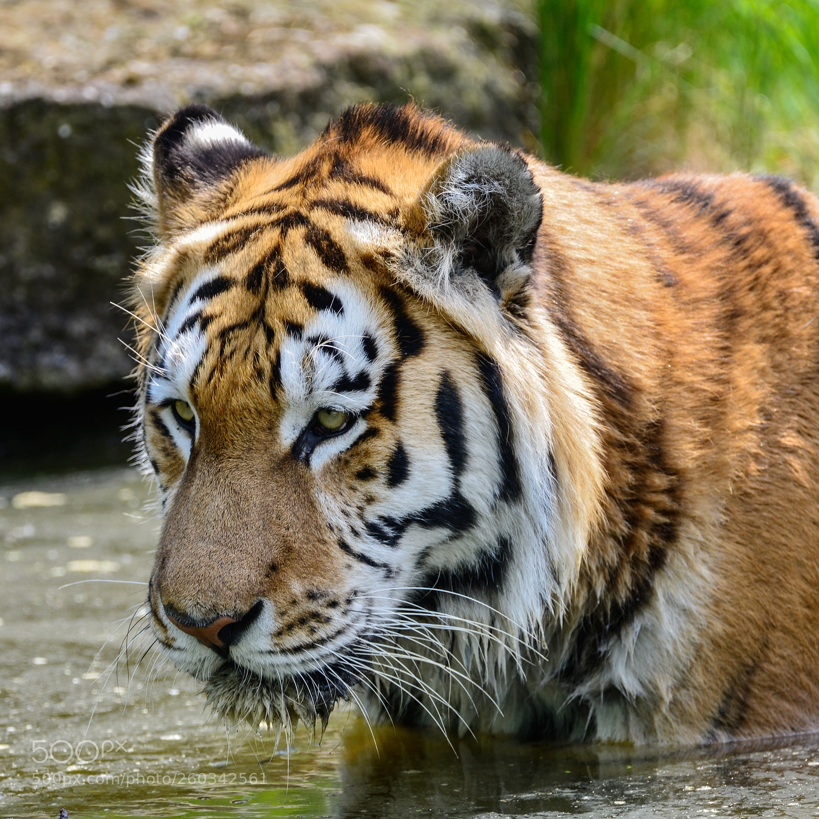 Nikon D800 sample photo. Portrait of siberian amur photography