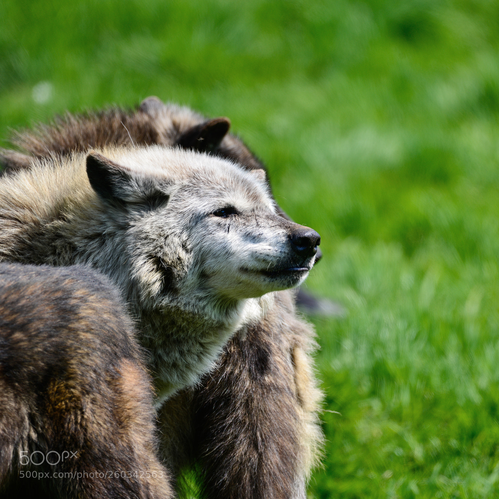 Nikon D800 sample photo. Beautiful timber wolf cnis photography