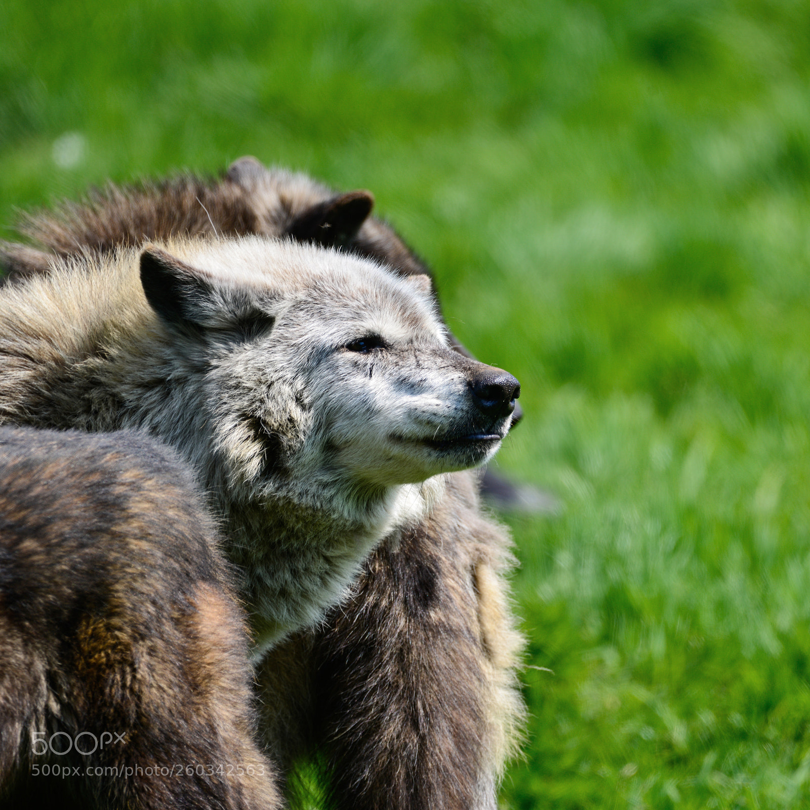 Nikon D800 sample photo. Beautiful timber wolf cnis photography