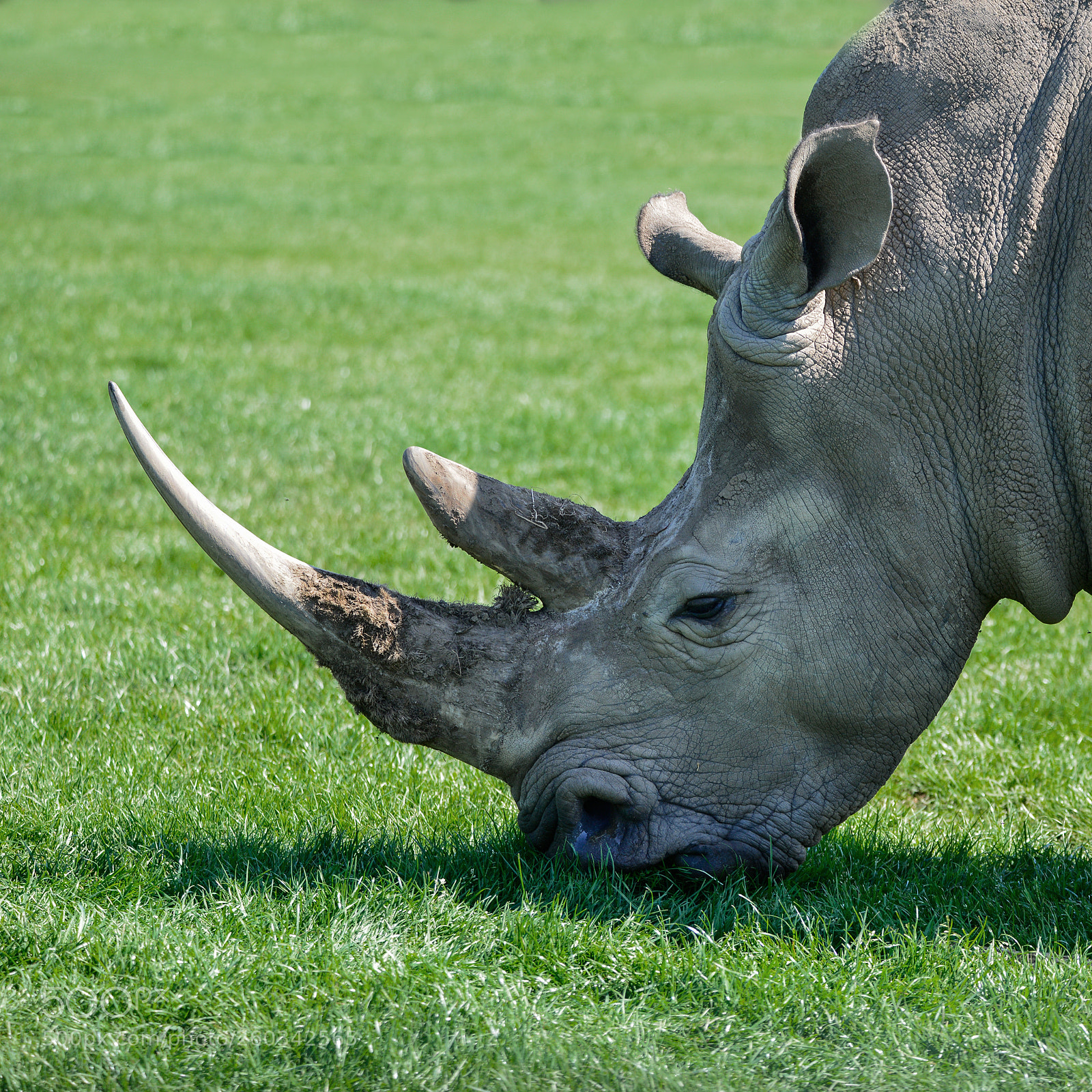 Nikon D800 sample photo. Lovely profile close up photography