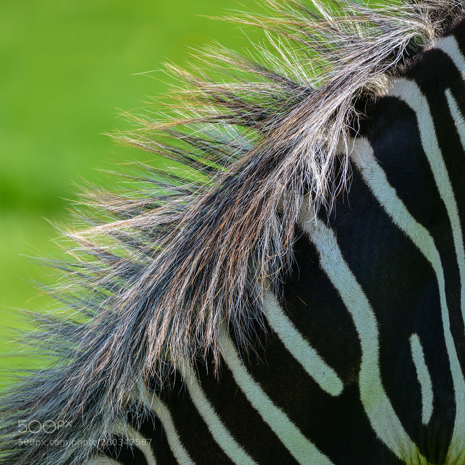 Nikon D800 sample photo. Beautiful vibrant intimate close photography