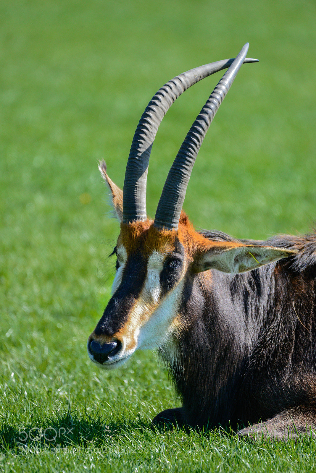 Nikon D800 sample photo. Beautiful sable antelope hippotragus photography