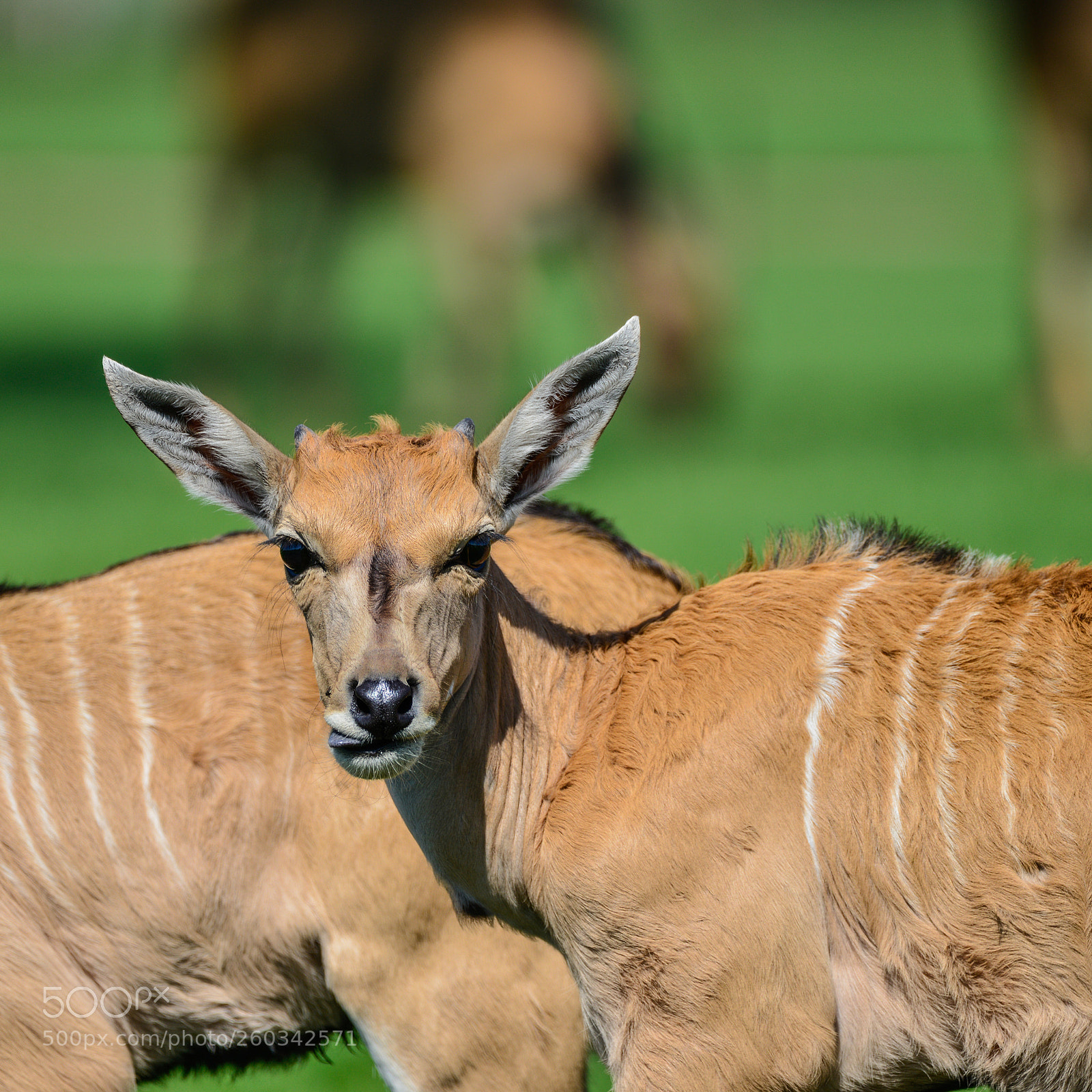 Nikon D800 sample photo. Young eland antelope animal photography