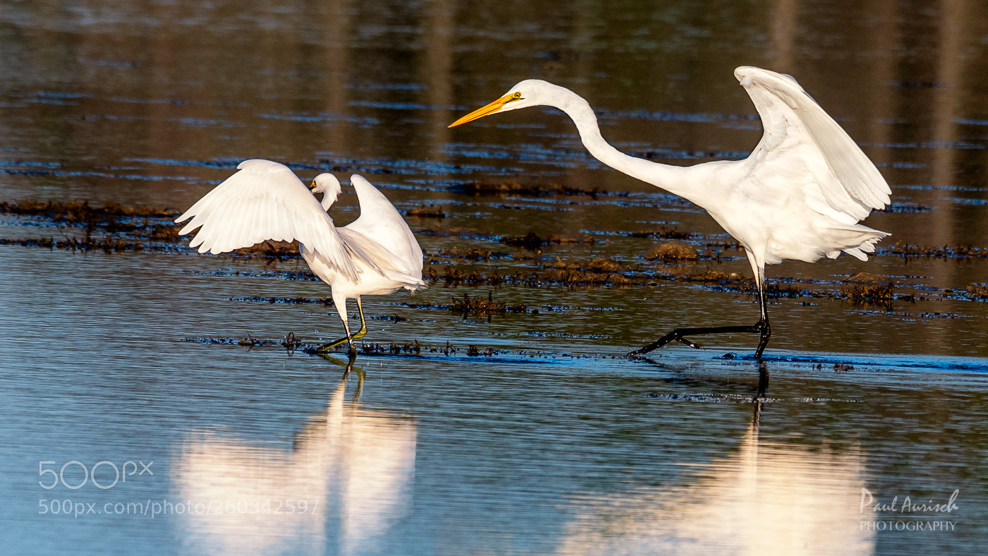 Nikon D500 sample photo. Great egret and little photography
