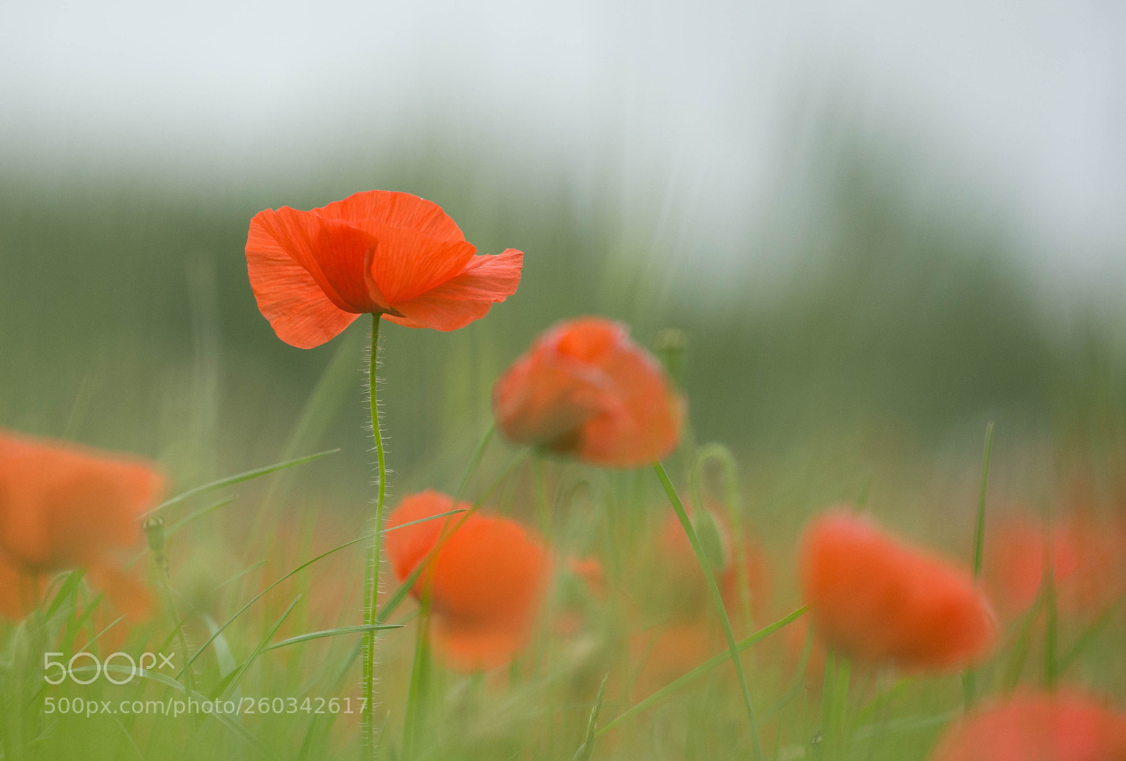 Nikon D7200 sample photo. Red poppies summer field.... photography