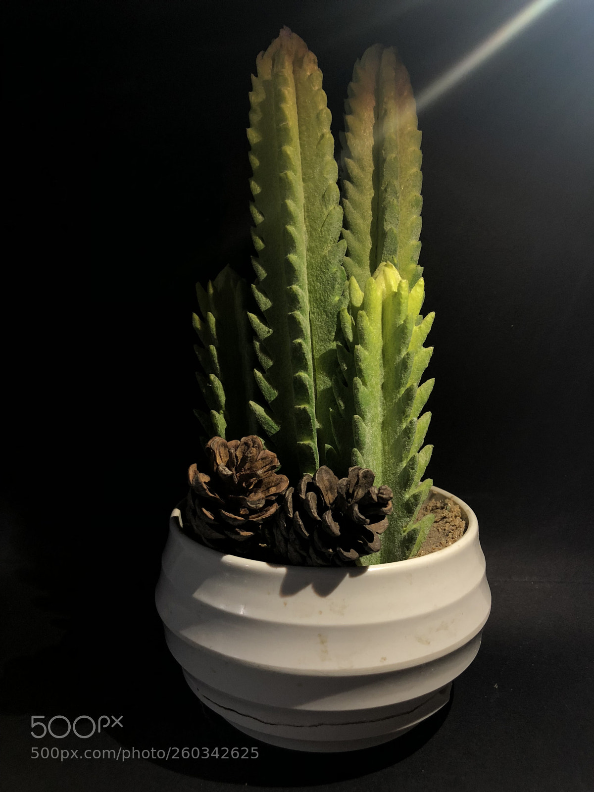 Apple iPhone 8 sample photo. Untitled photography