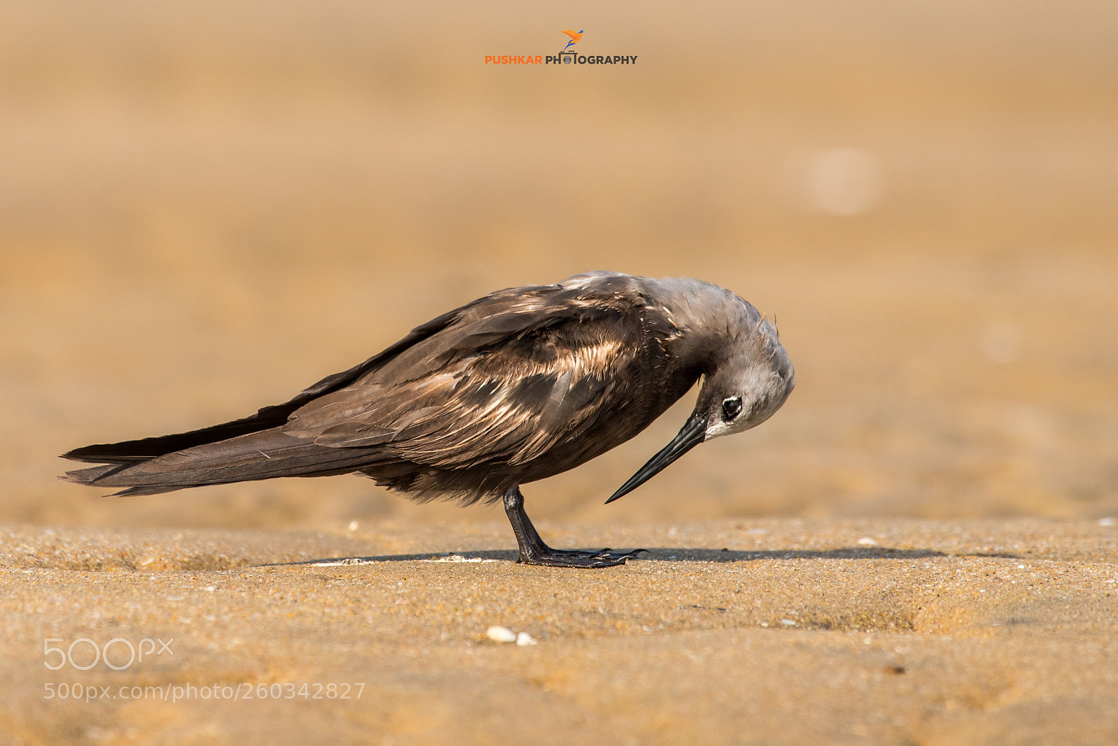 Nikon D810 sample photo. Lesser noddy photography