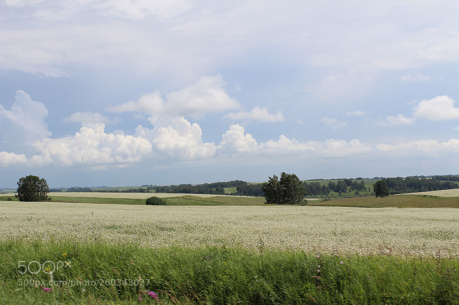 Canon EOS 600D (Rebel EOS T3i / EOS Kiss X5) sample photo. Altai fields photography