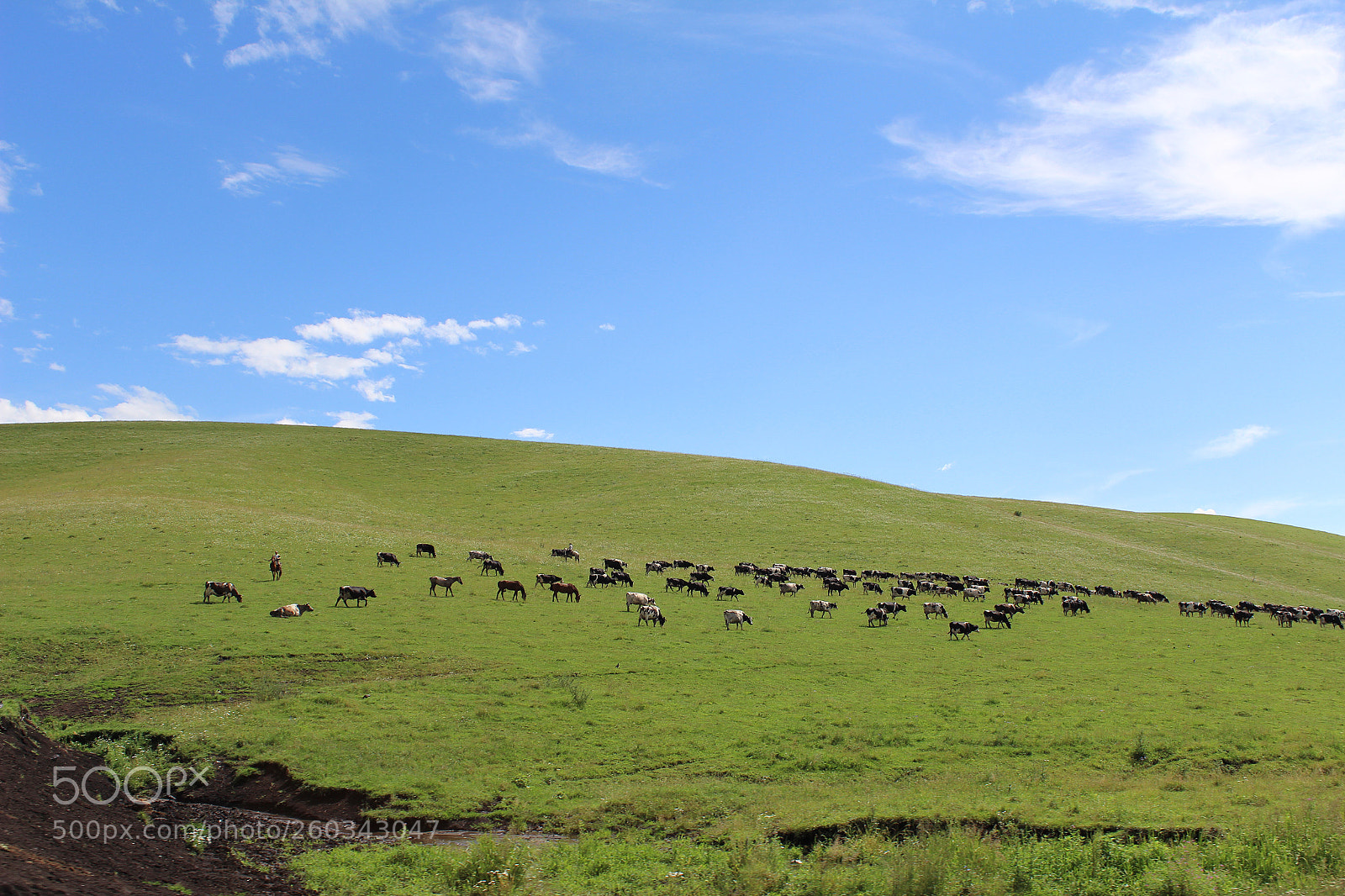 Canon EOS 600D (Rebel EOS T3i / EOS Kiss X5) sample photo. The herd of cows photography