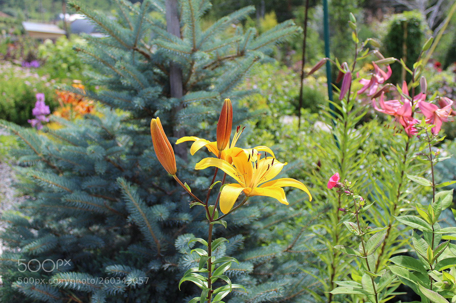 Canon EOS 600D (Rebel EOS T3i / EOS Kiss X5) sample photo. Yellow and green photography