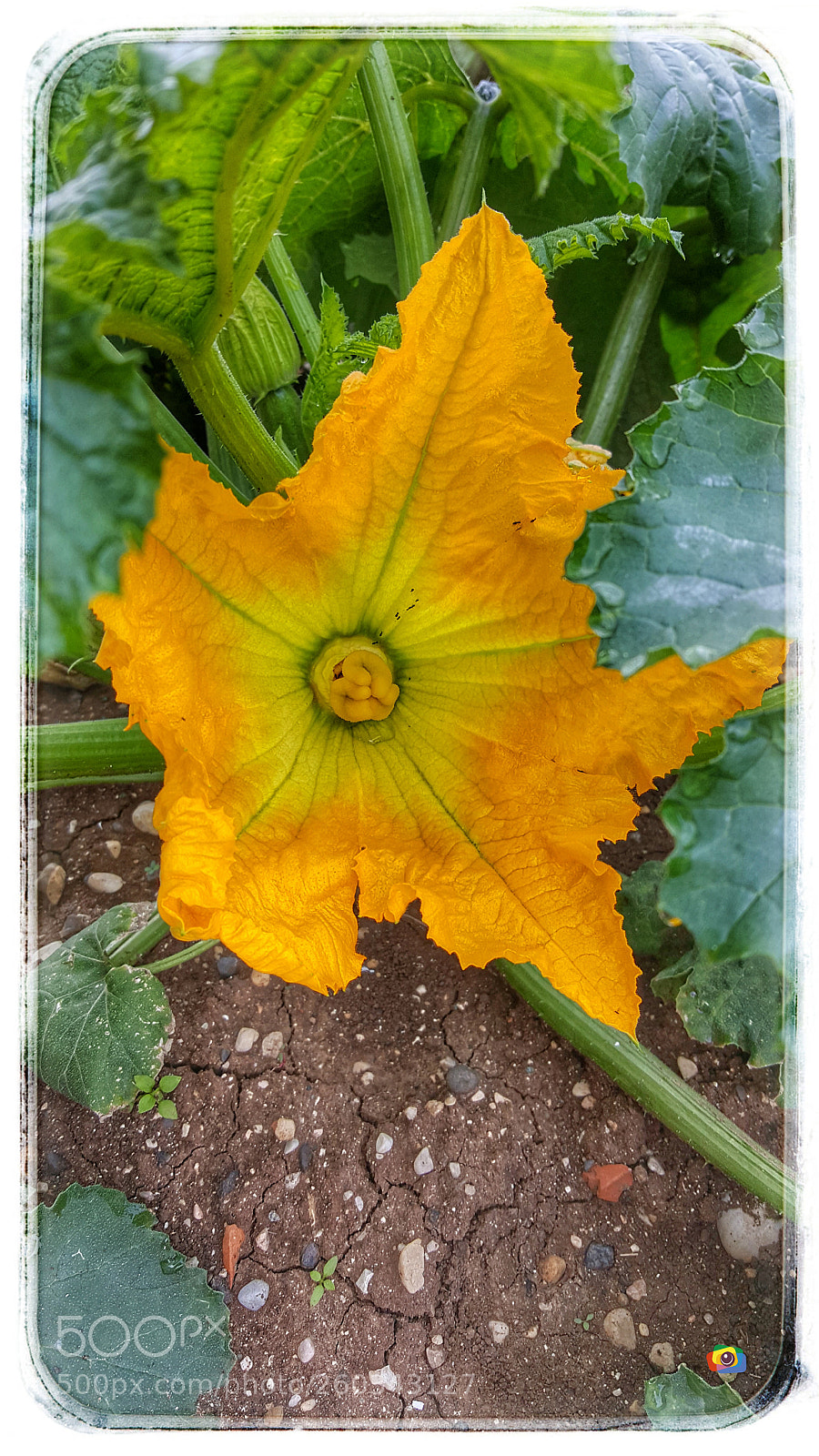 Samsung Galaxy S6 sample photo. Flower photography