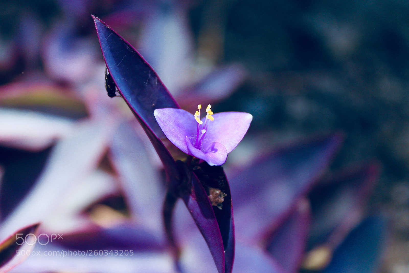 Canon EOS 1100D (EOS Rebel T3 / EOS Kiss X50) sample photo. ? photography