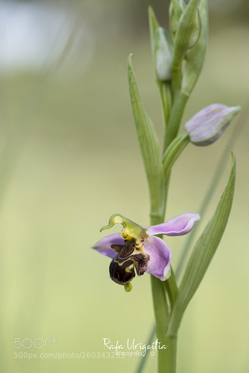Nikon D610 sample photo. Flor d'abella apifera photography
