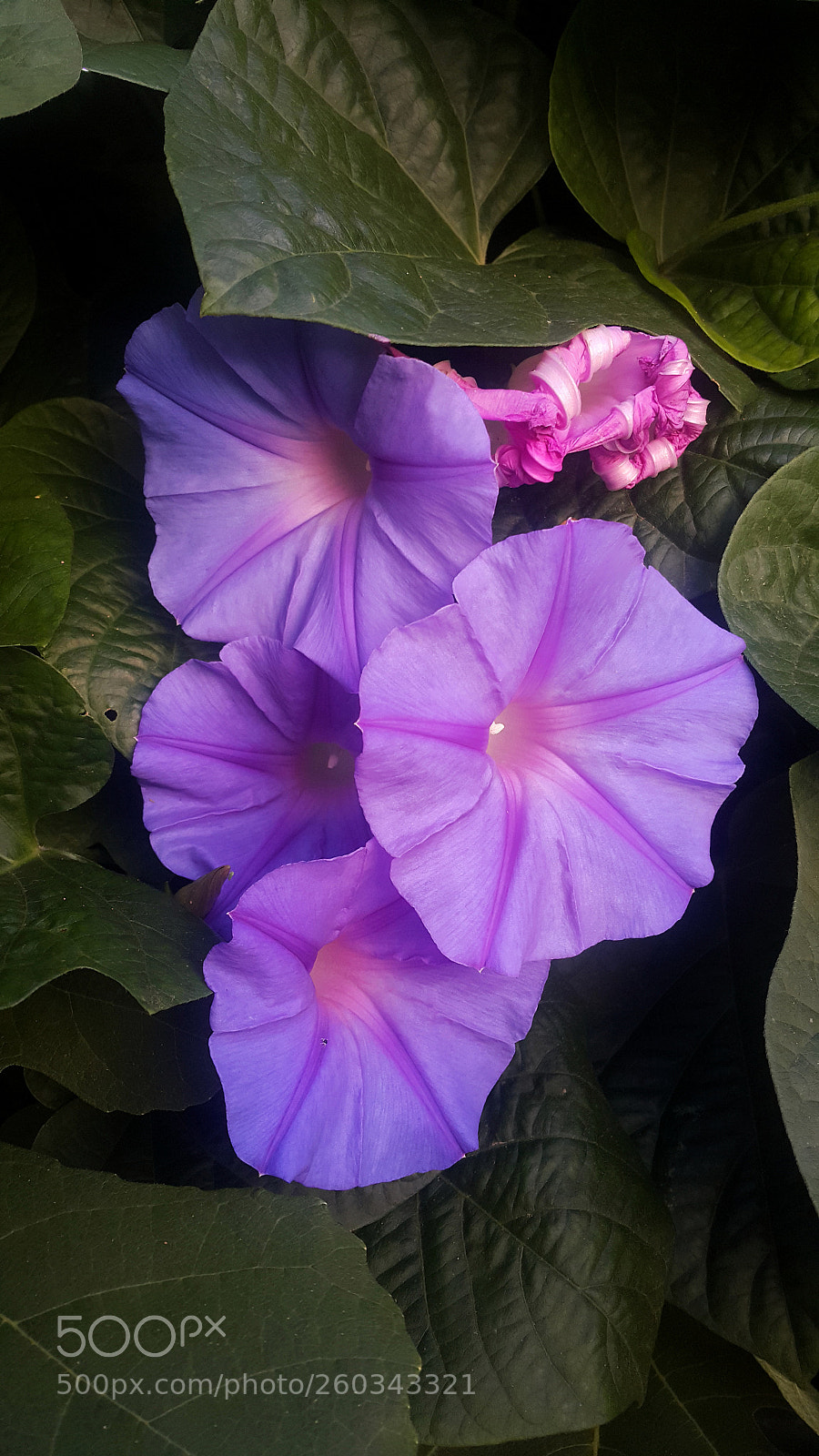 Samsung Galaxy Note4 sample photo. Untitled photography