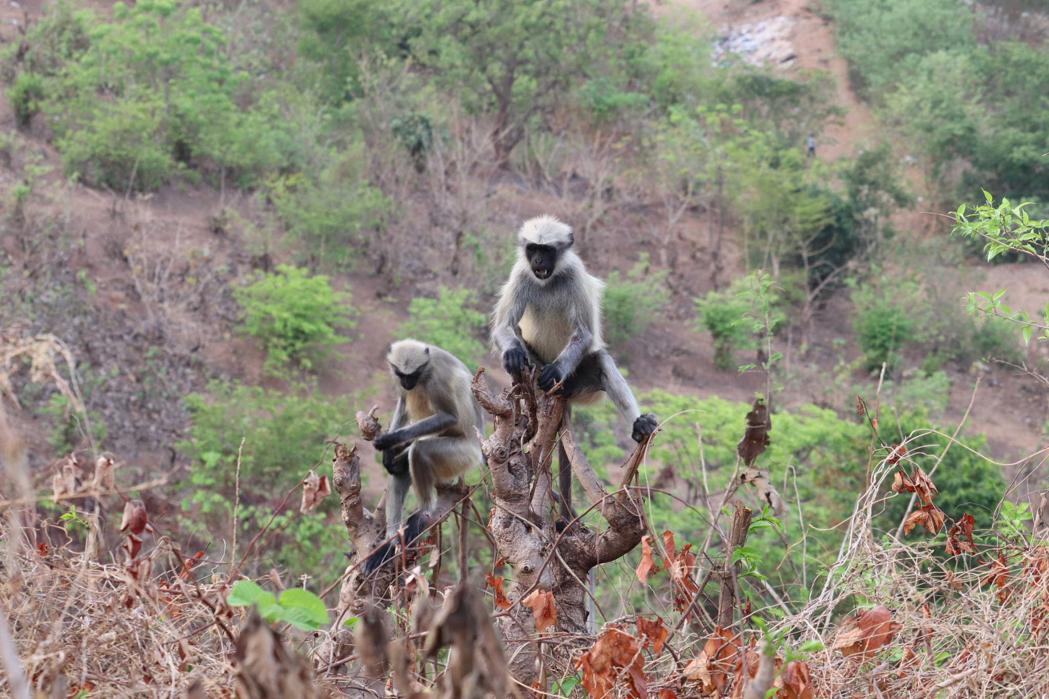 Canon EOS 200D (EOS Rebel SL2 / EOS Kiss X9) + Canon EF-S 55-250mm F4-5.6 IS STM sample photo. Langur photography