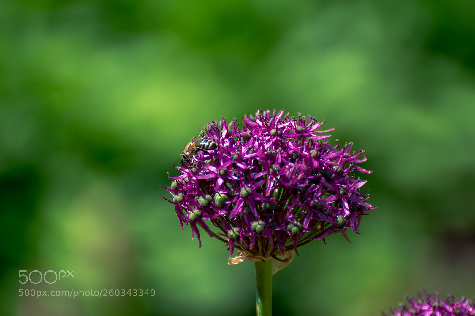 Nikon D5300 sample photo. In disguise photography