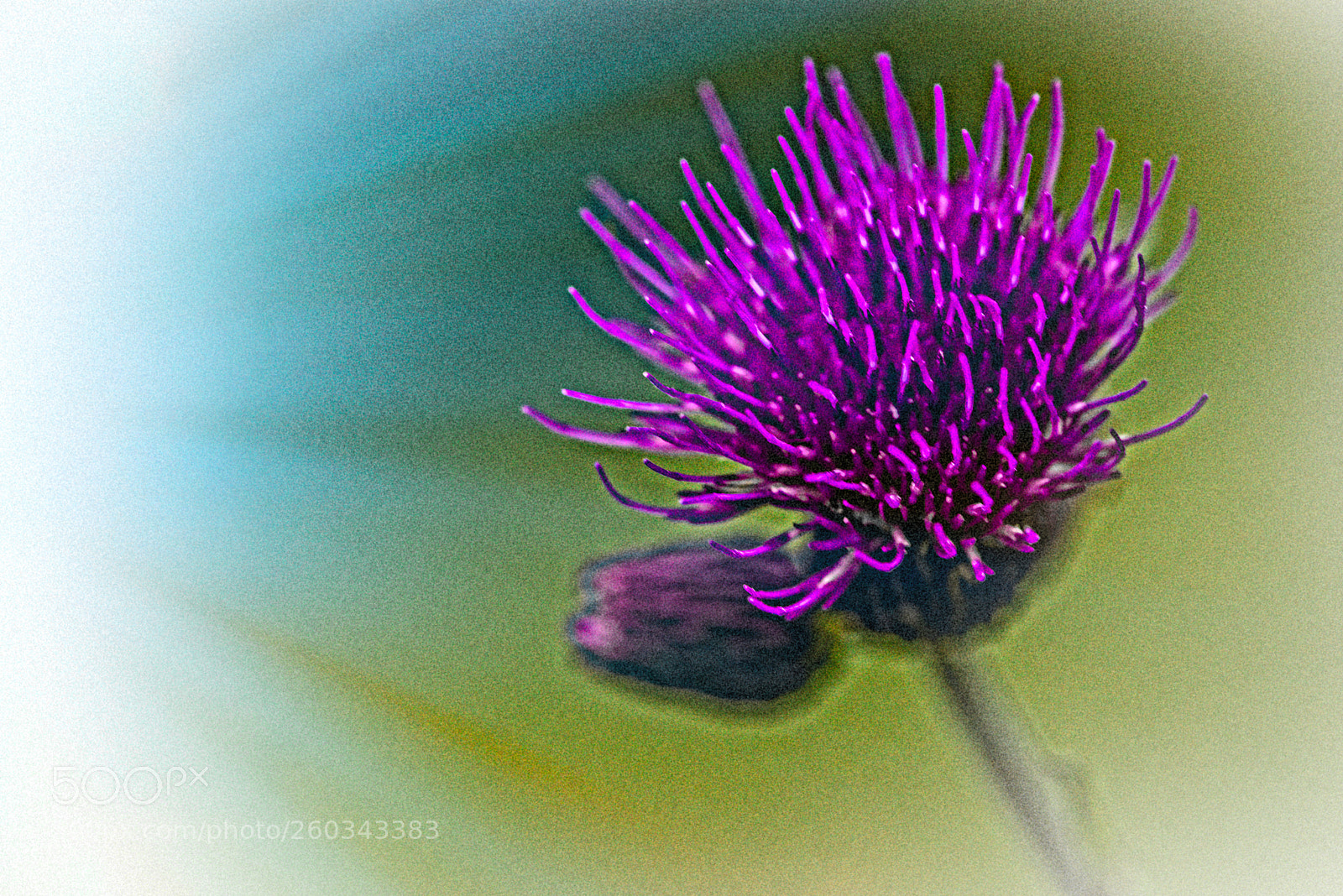 Nikon D800 sample photo. Proud as a thistle photography