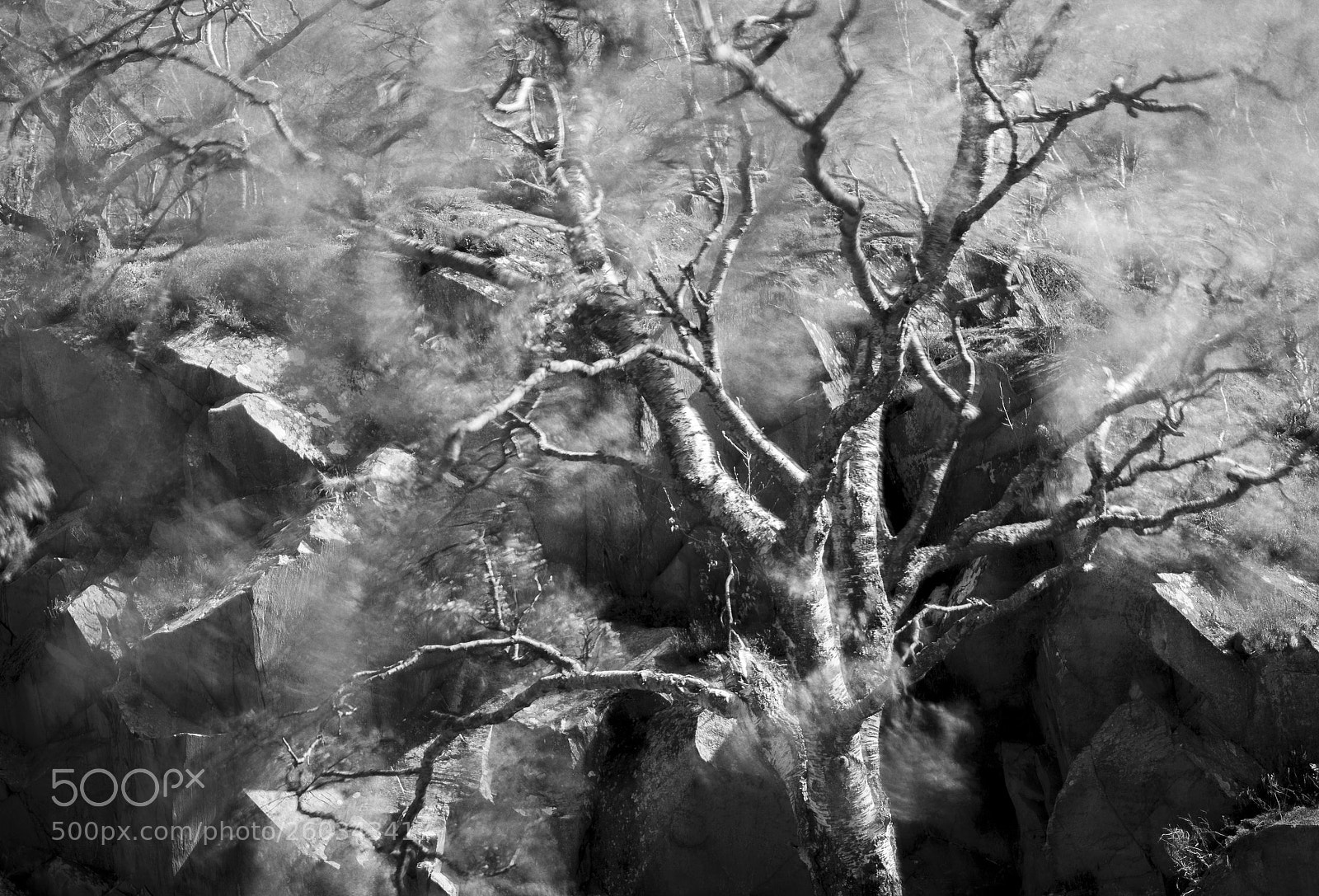 Sony a7R III sample photo. Moving branches photography