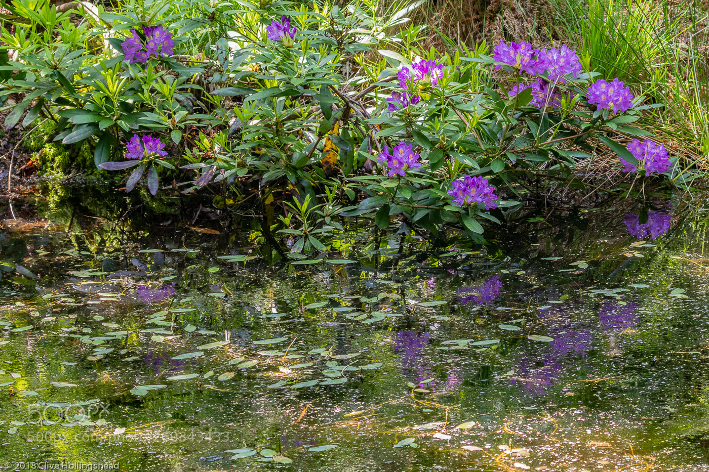 Canon EOS 7D Mark II sample photo. Monesque photography
