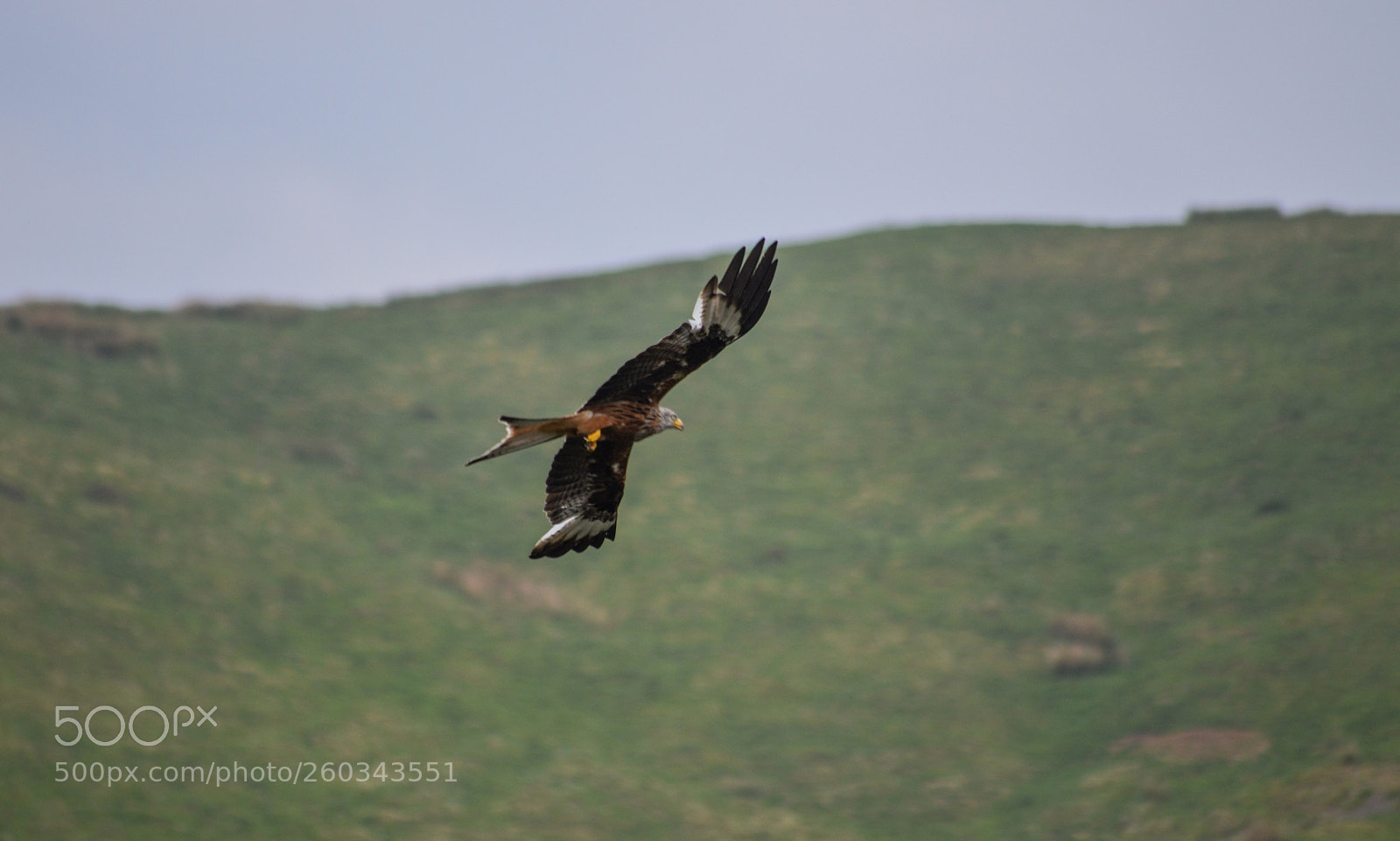 Nikon D3200 sample photo. Red kite photography