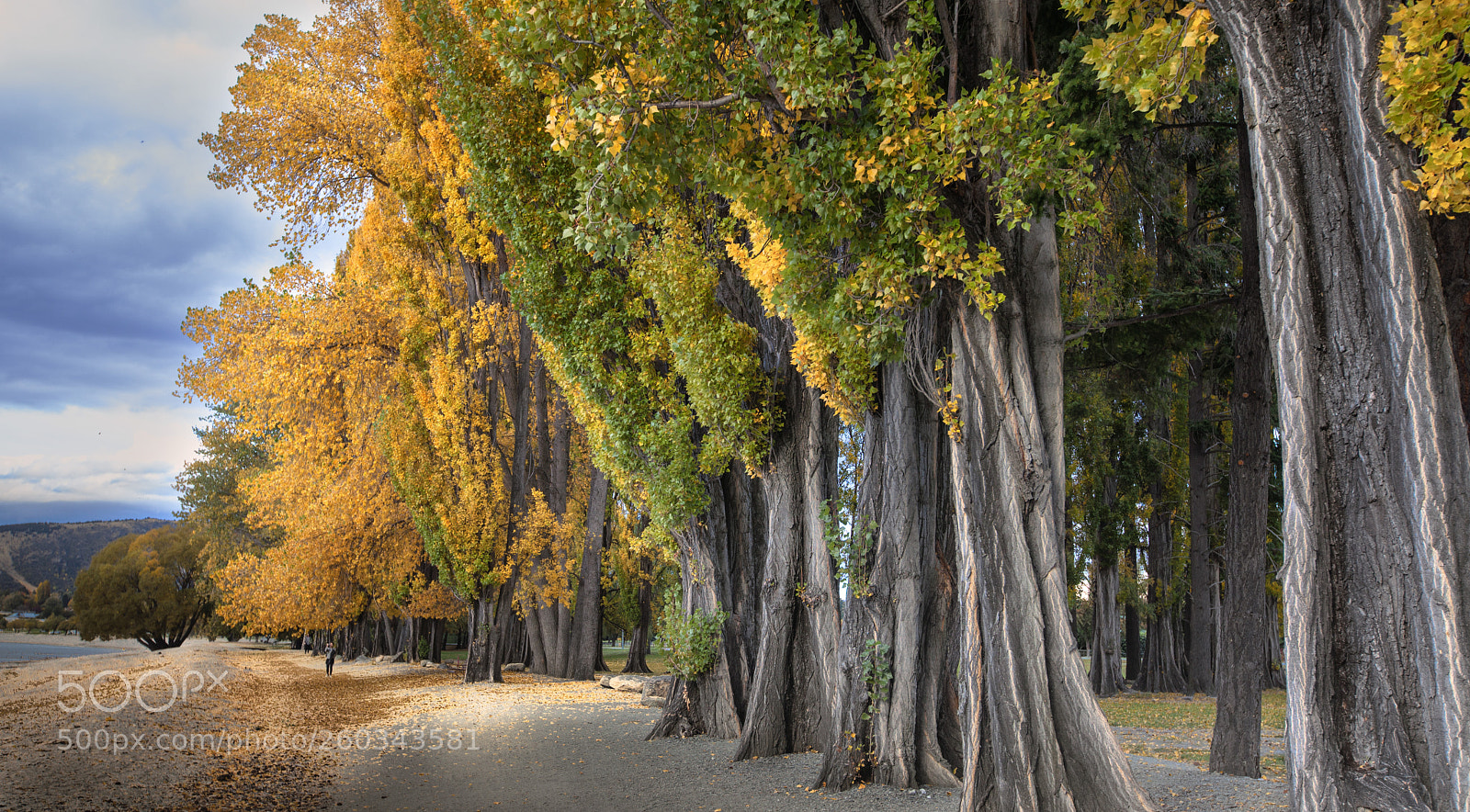 Canon EOS 5D Mark II sample photo. Tree lines photography