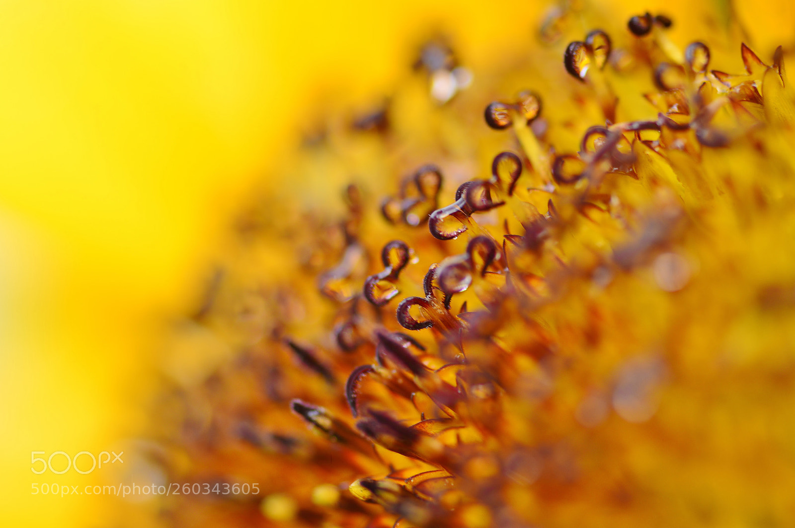 Nikon D3200 sample photo. Garden nature......sunflower photography