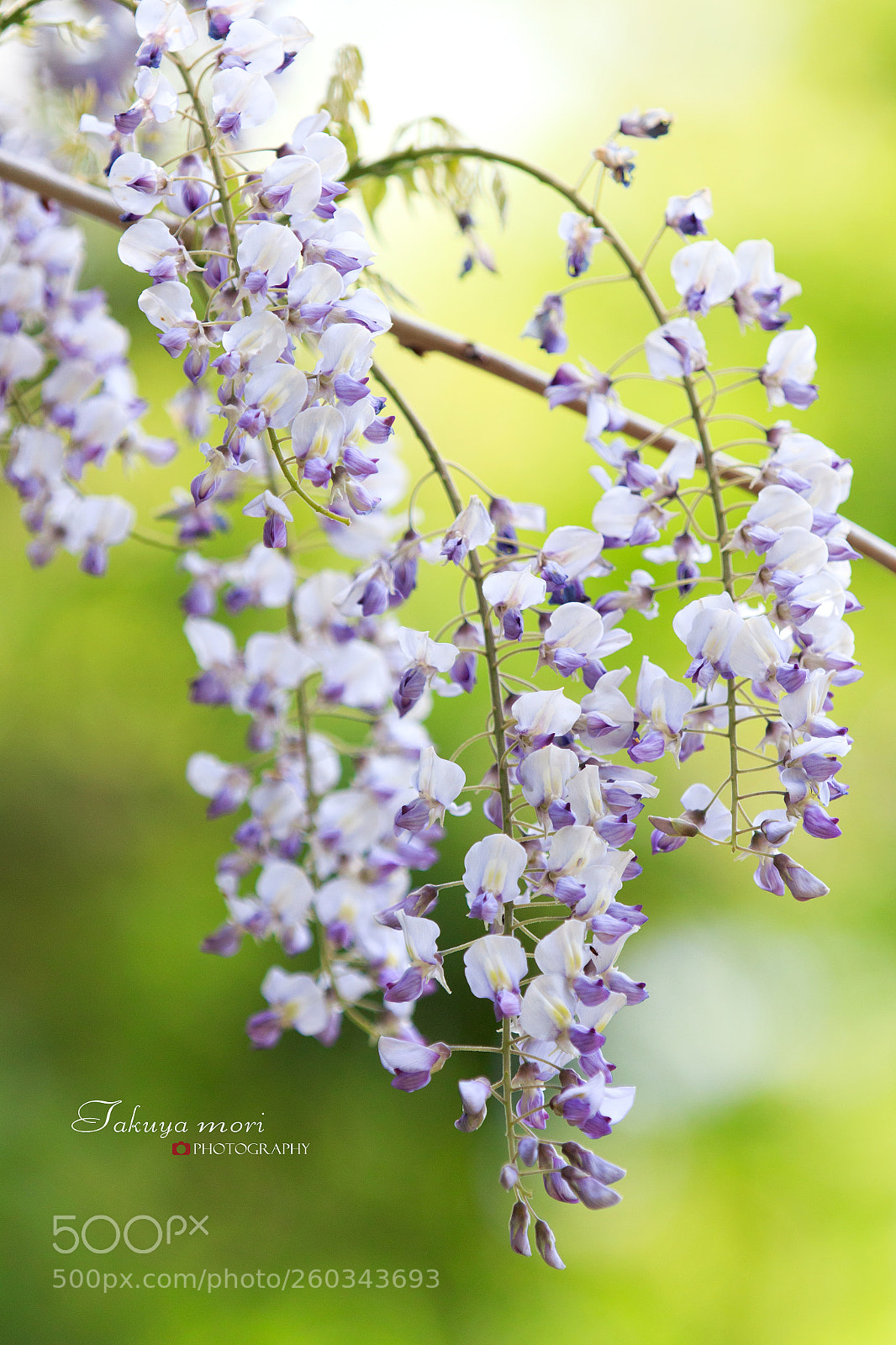 Canon EOS 70D sample photo. 薄紫 photography